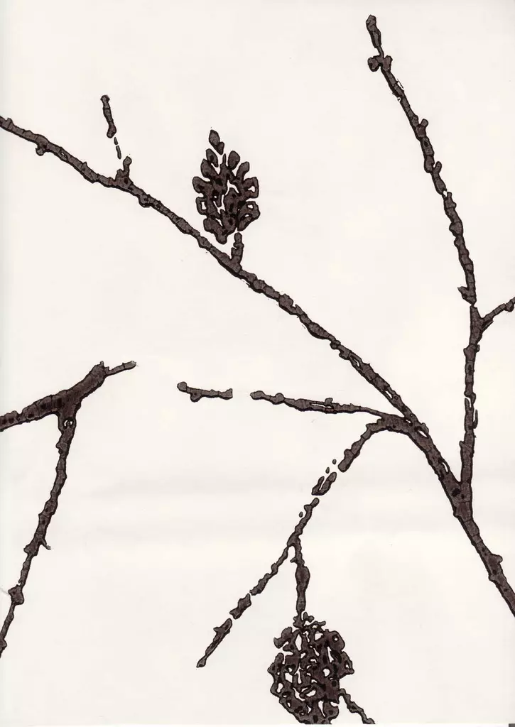 Käpy - Pihlgren & Ritola -tapetit - 69775 - 1