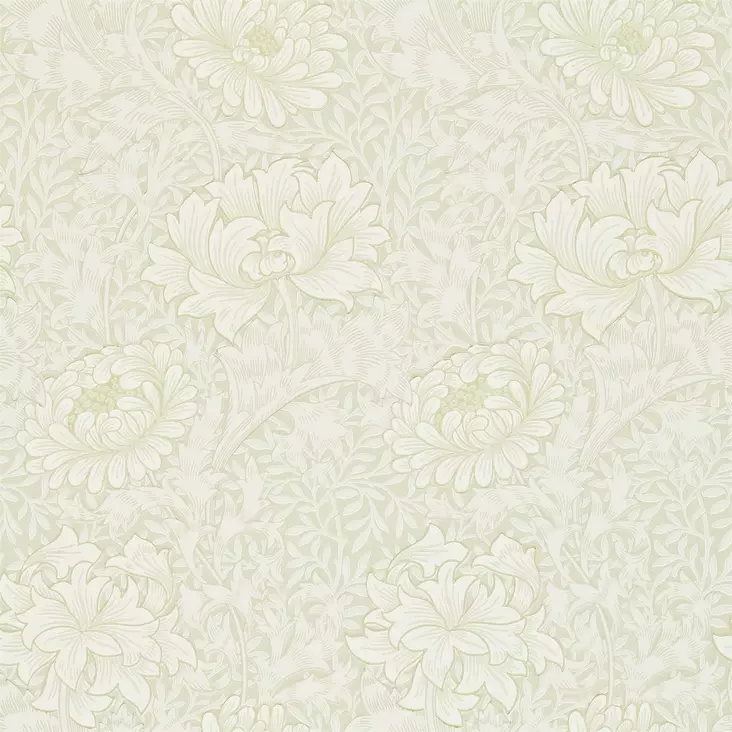 Chrysanthemum - Chrysanthemum - 212546 - 1